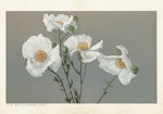 Poster Matilija Poppies 35x50cm