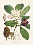 Poster Magnolia 18x24cm