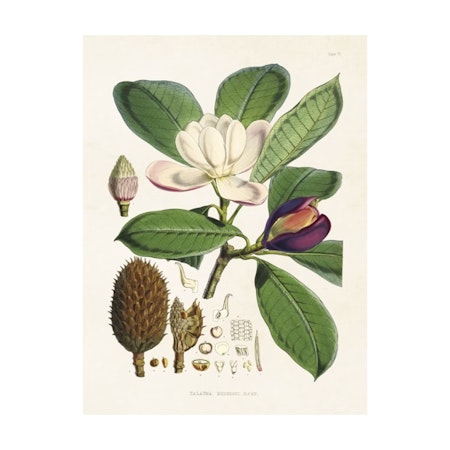 Poster Magnolia 18x24cm