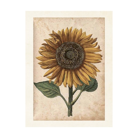 Poster Solros 18x24cm