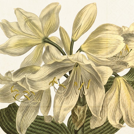 Lunchservetter Amaryllis -två varianter
