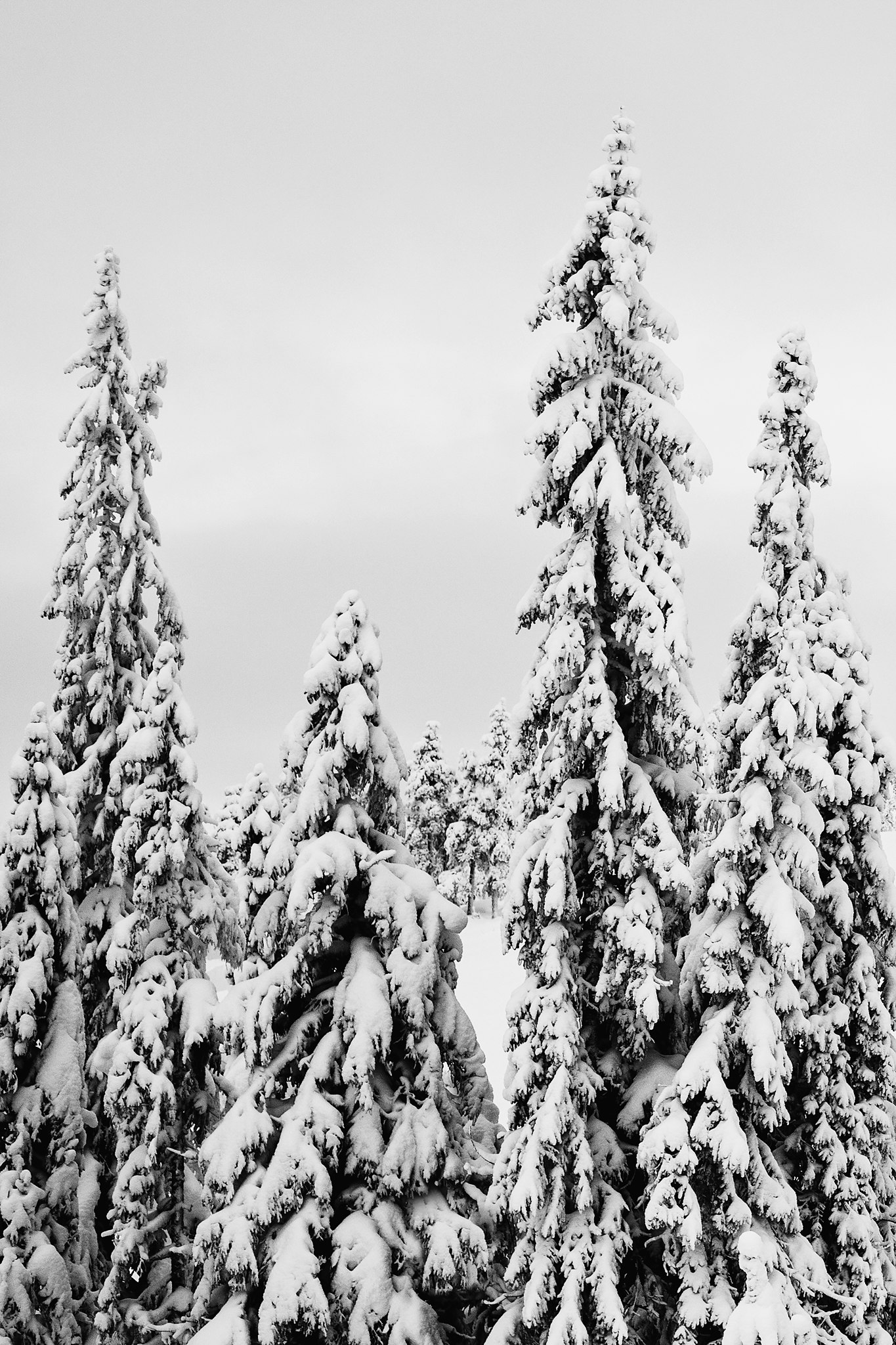 Fir trees