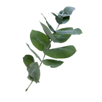 Eukalyptus Hydrolat 10ml