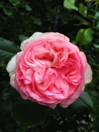 English rose & Pink petals