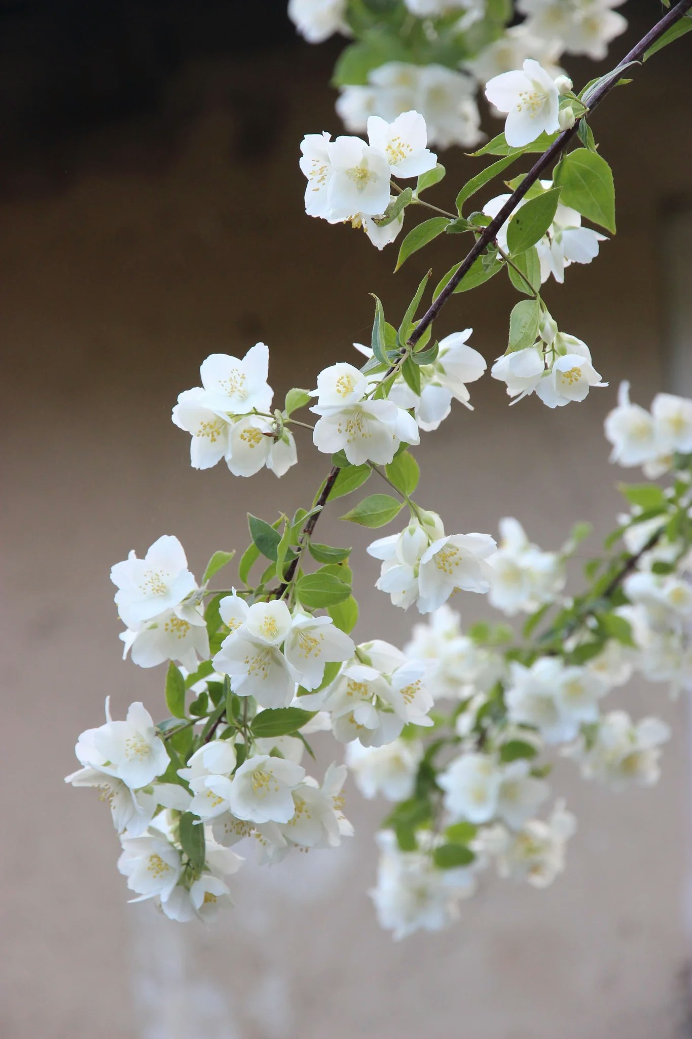 Island Jasmine