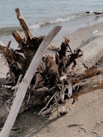 Woodsage & Seasalt