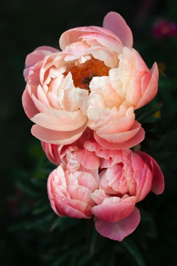Peony Petals