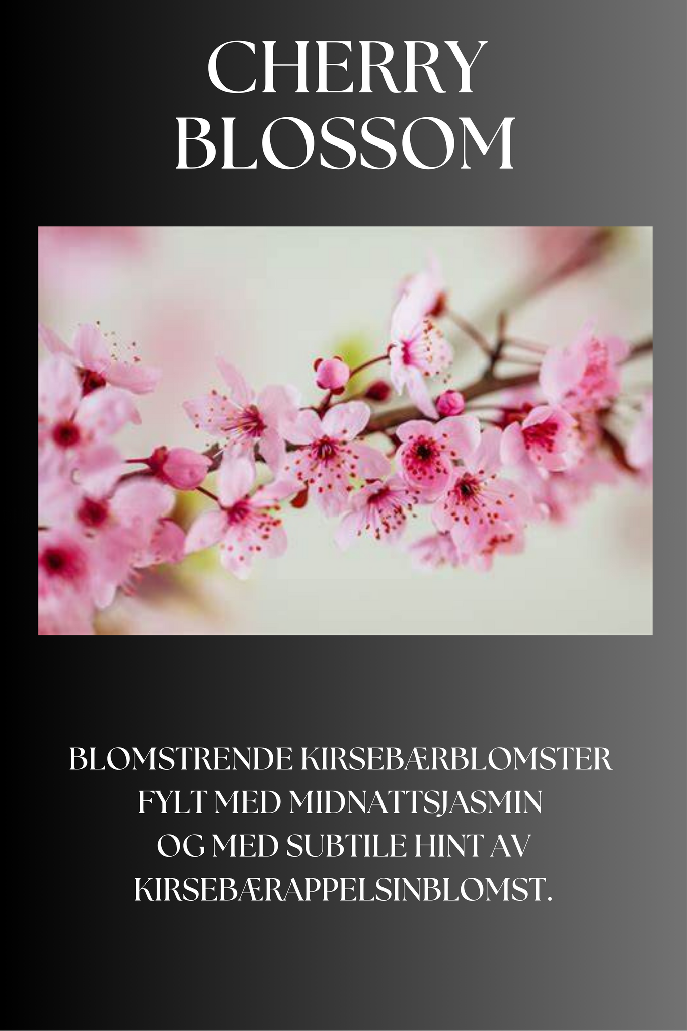 Cherry Blossom