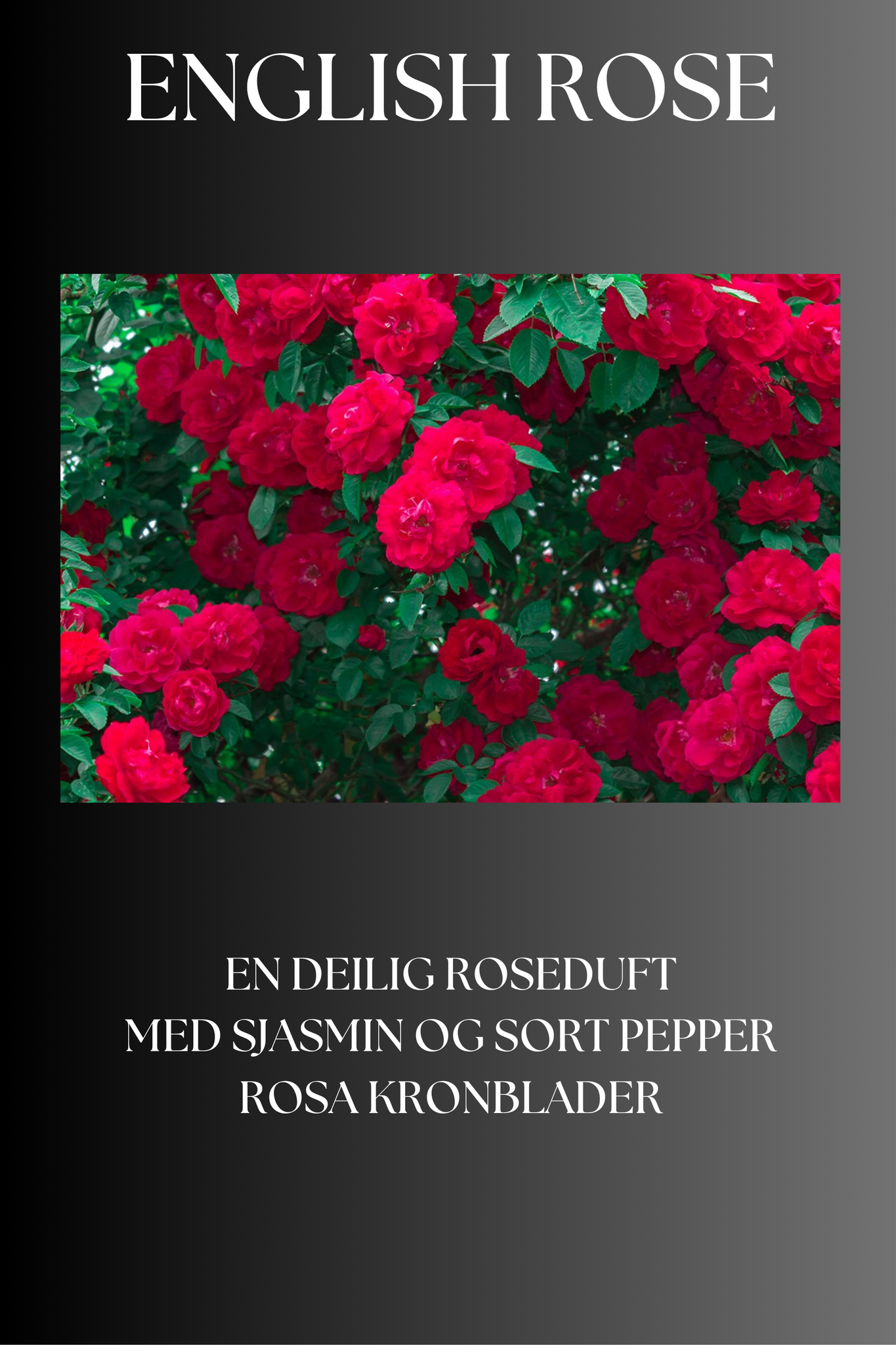 English Rose