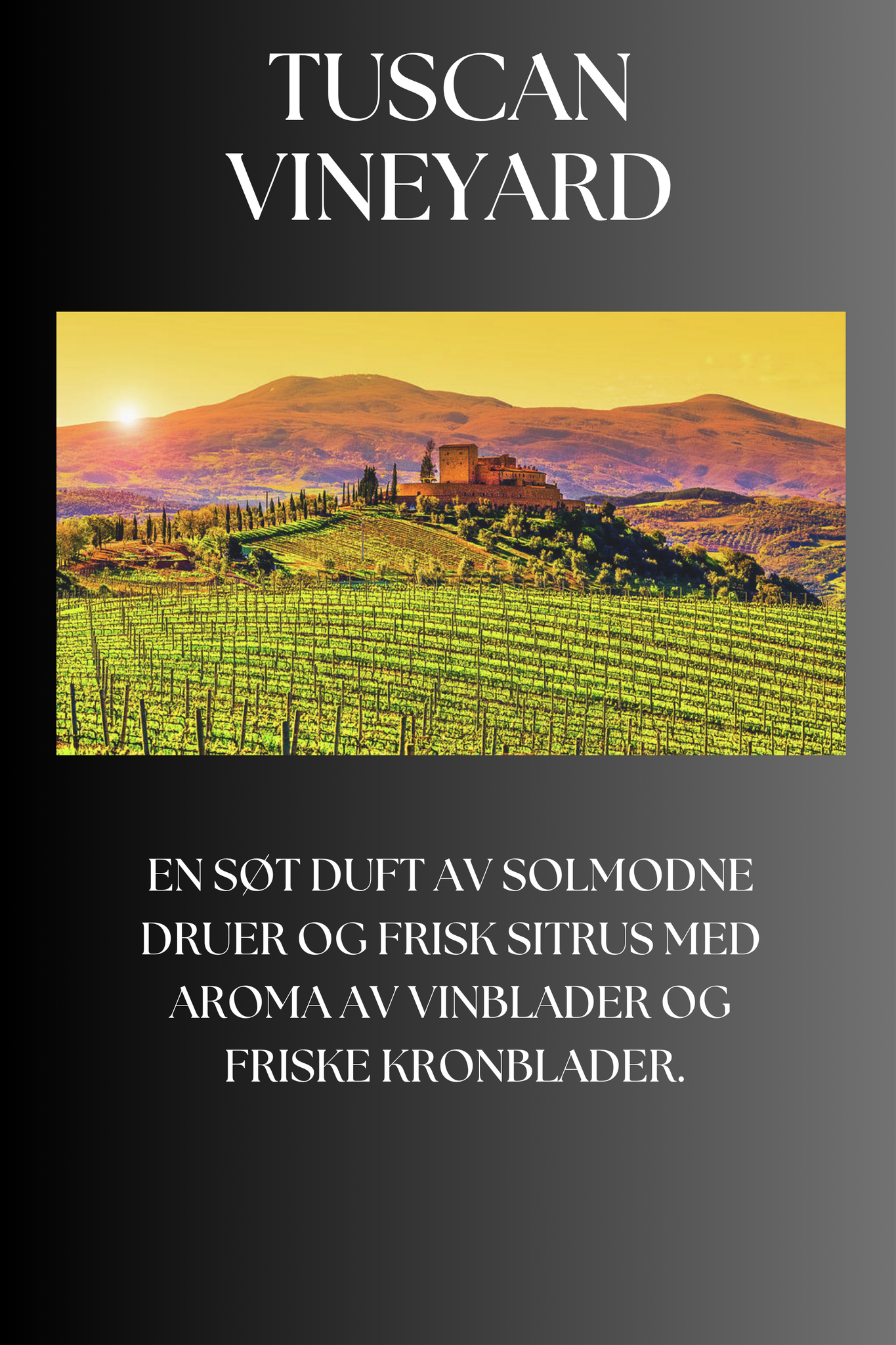 Tuscan Wineyard
