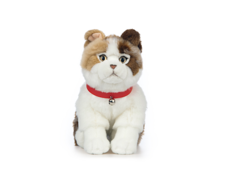 Living nature- Scottish Fold Cat/gosedjur