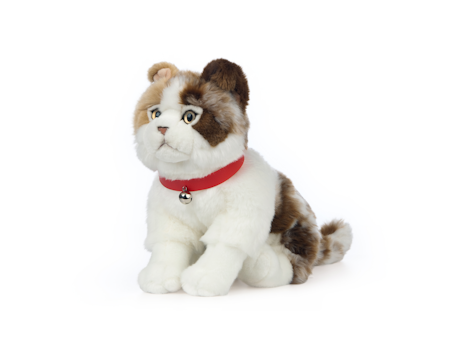 Living nature- Scottish Fold Cat/gosedjur