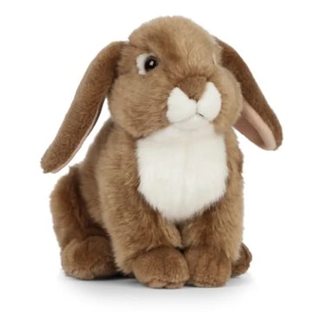 Living nature- Brown French Lop Eared Rabbit/gosedjur