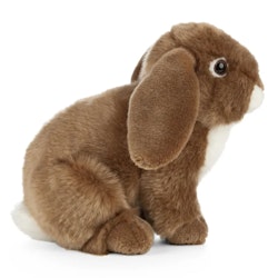Living nature- Brown French Lop Eared Rabbit/gosedjur
