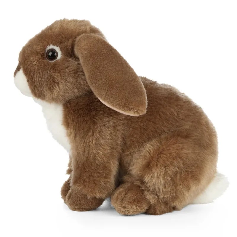 Living nature- Brown French Lop Eared Rabbit/gosedjur