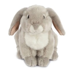 Living nature- Grey French Lop Eared Rabbit/gosedjur