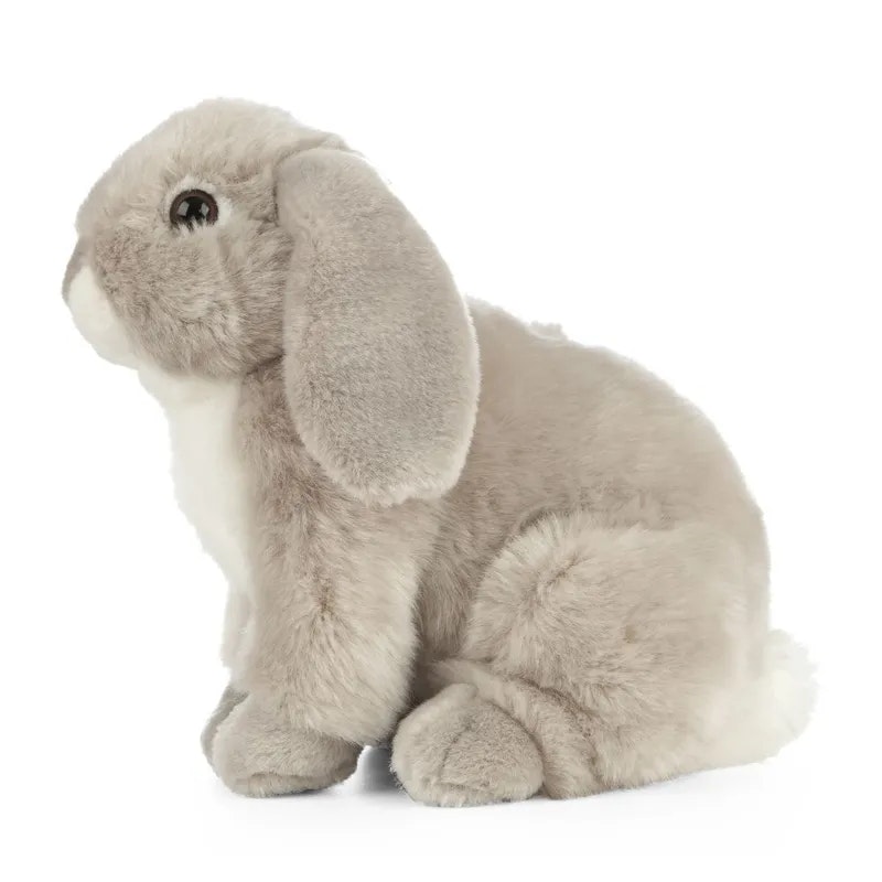 Living nature- Grey French Lop Eared Rabbit/gosedjur