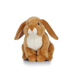 Living nature- Light Brown French Lop Eared Rabbit /gosedjur