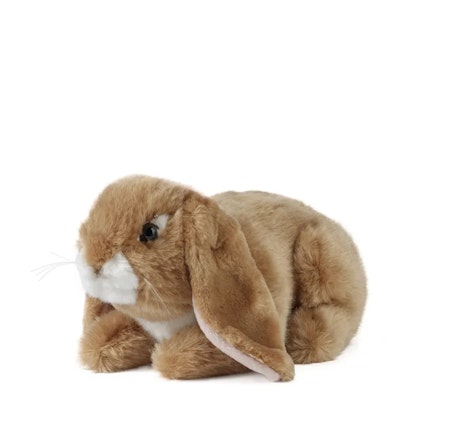 Living nature- Brown Lop Eared Rabbit /gosedjur