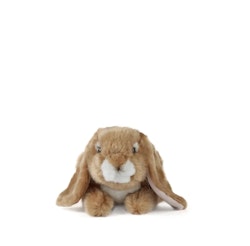 Living nature- Brown Lop Eared Rabbit /gosedjur