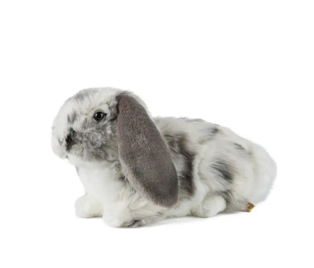 Living nature- Grey Dutch Lop Ear/gosedjur
