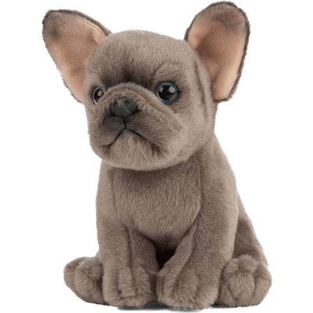 Living nature-  French/ Fransk Bulldog valp Puppy/ gosedjur