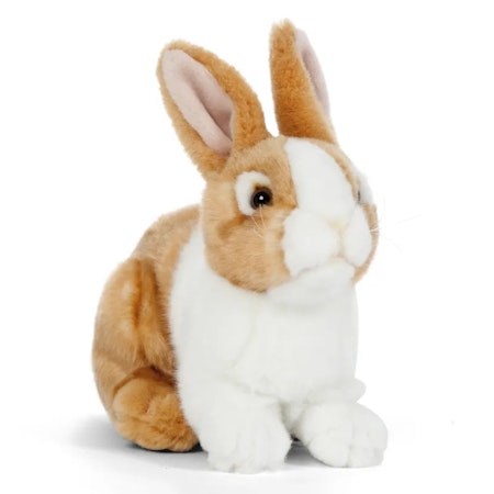 Living nature- Brown Pet Rabbit/ gosedjur