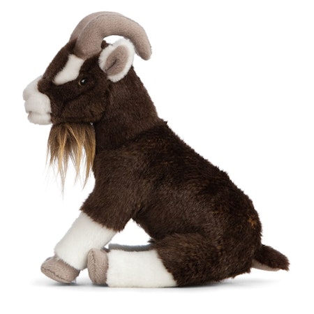 Living nature- Brown Goat Sitting/ gosedjur