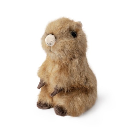 Living nature- Sitting Capybara Pup