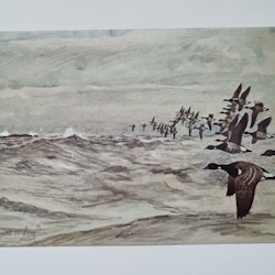 Vykort - "Prutgäss" efter en akvarell av Harald Wiberg