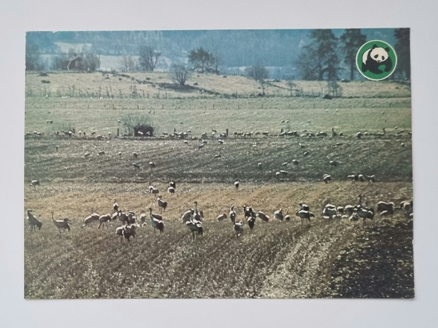Vykort - Trana (Grus grus)
