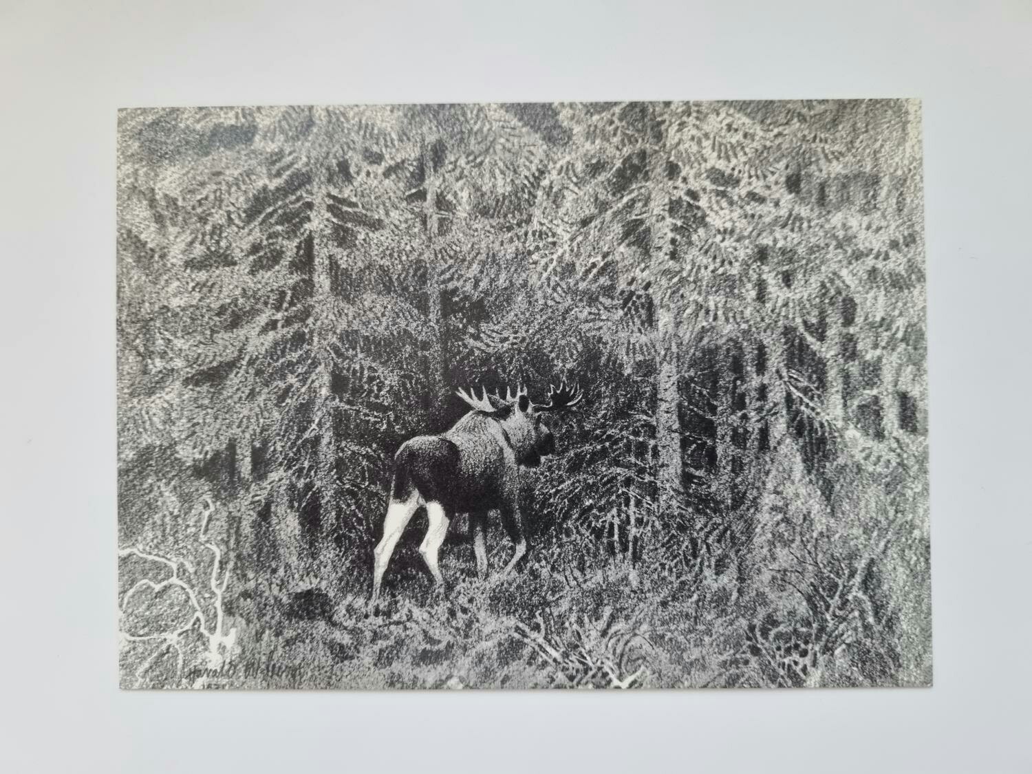 Vykort - Harald Wiberg, Älg i gammal granskog