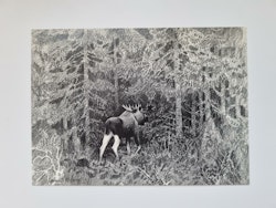 Vykort - Harald Wiberg, Älg i gammal granskog
