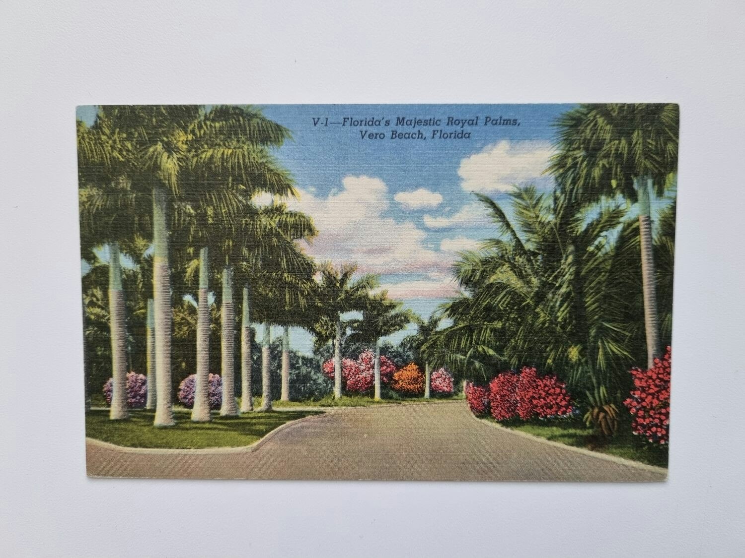 Vykort Florida's Majestic Royal Palms, Vero Beach, Florida