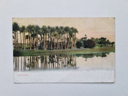 Vykort PALM-WOOD 1915