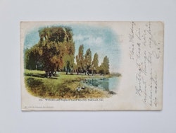 Vykort Willows and Poplars, Lake Merritt, Oakland, Cal. 1906