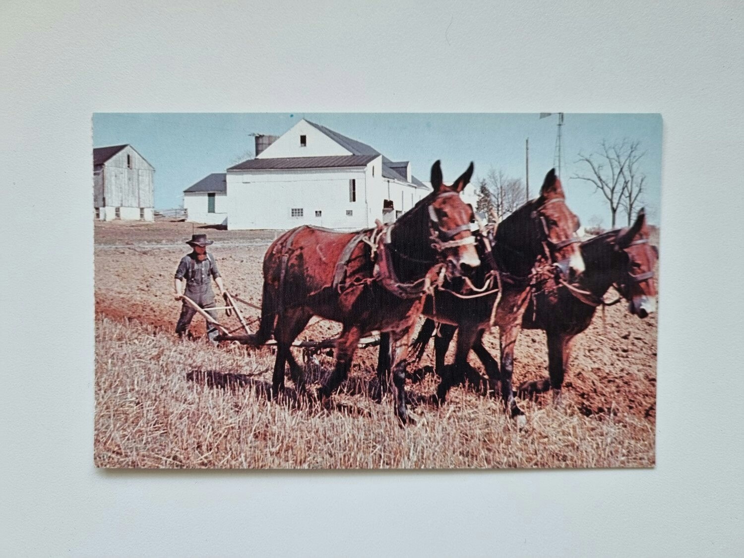 Vykort Amish Man Plowing
