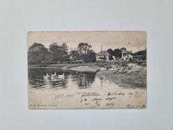 Vykort Parti från qvistrum, 1909