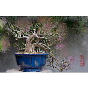 Bonsai  (ferdig innrammet)