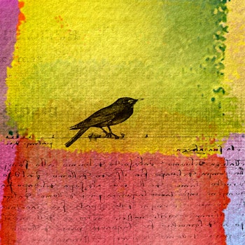 Blackbird (inkludert ramme og passepartout)