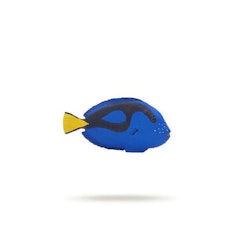 Kirurgfisk