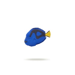 Kirurgfisk
