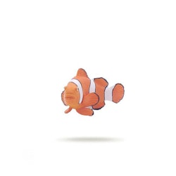 Clownfisk