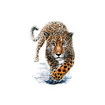 Tatuering Jaguar