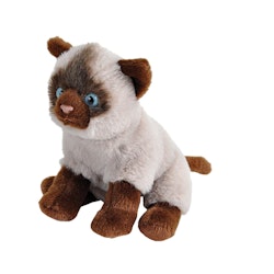 Siamese Katt