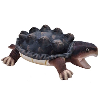 Alligatorsköldpadda