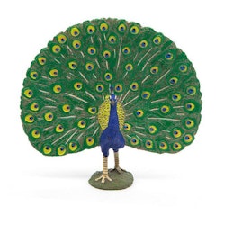 Påfågel