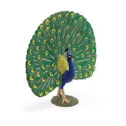 Påfågel