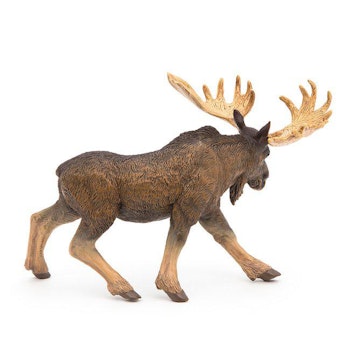 Älg
