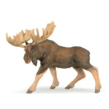 Älg
